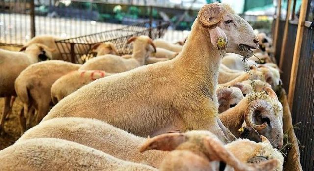 Alanya’da kurban satış yerleri belli oldu