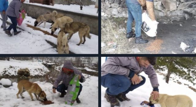 SOĞUK HAVADA SOKAK CANLILARI UNUTULMADI