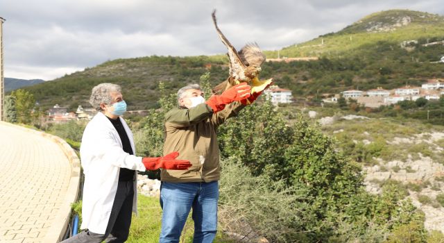 YARALI ŞAHİN TEDAVİSİNİN ARDINDAN DOĞAYA SALINDI