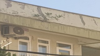 Apartmanın çatı katındaki incir ağacını görenler şaşırdı