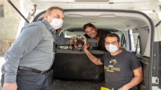 Yaralı çoban köpeği tedavisi yapıldıktan sonra sahiplendirildi